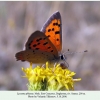 lycaena phlaeas daghestan male 3